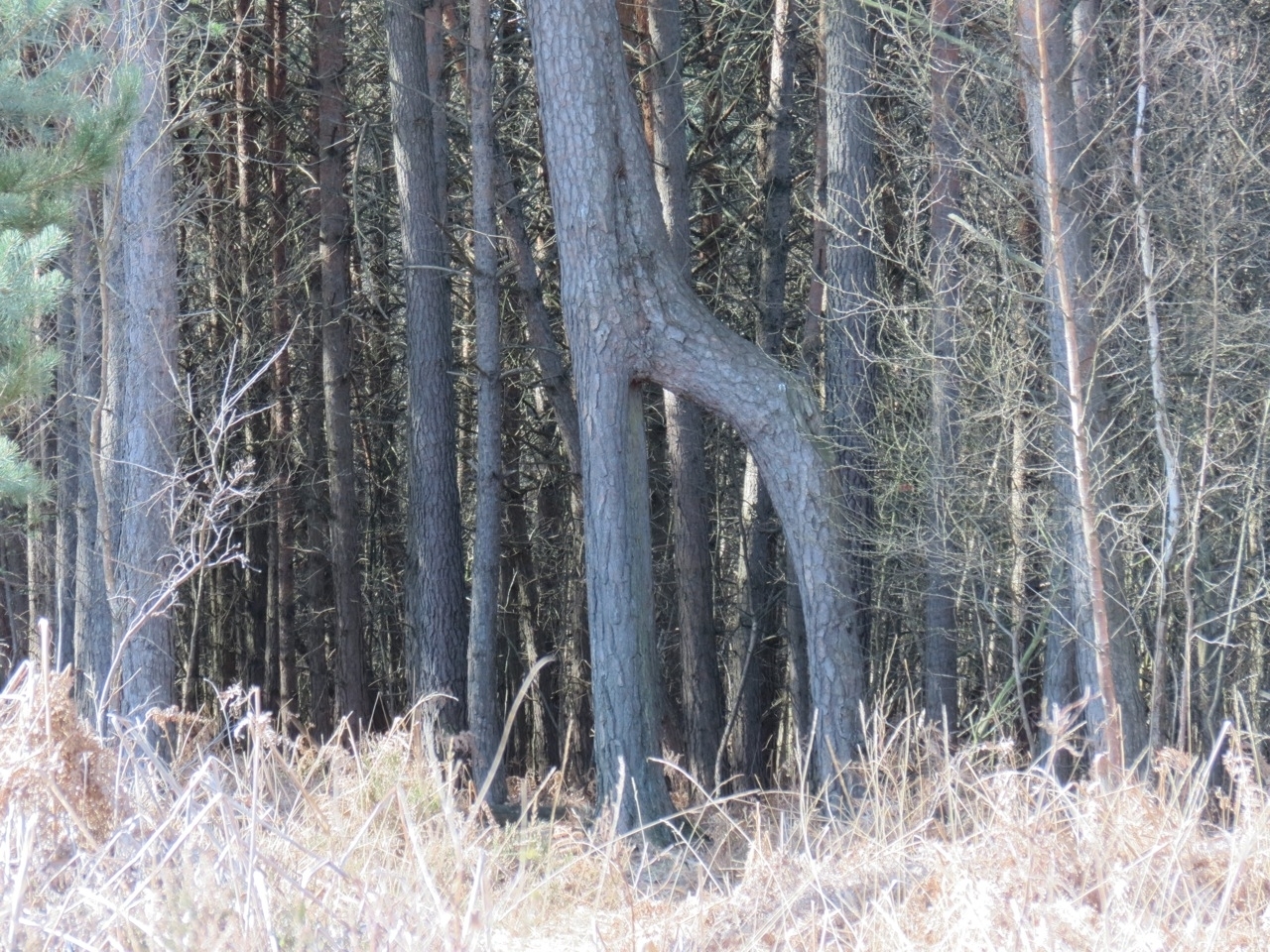 2012 04 21 Ornitho à Gambaiseuil 18